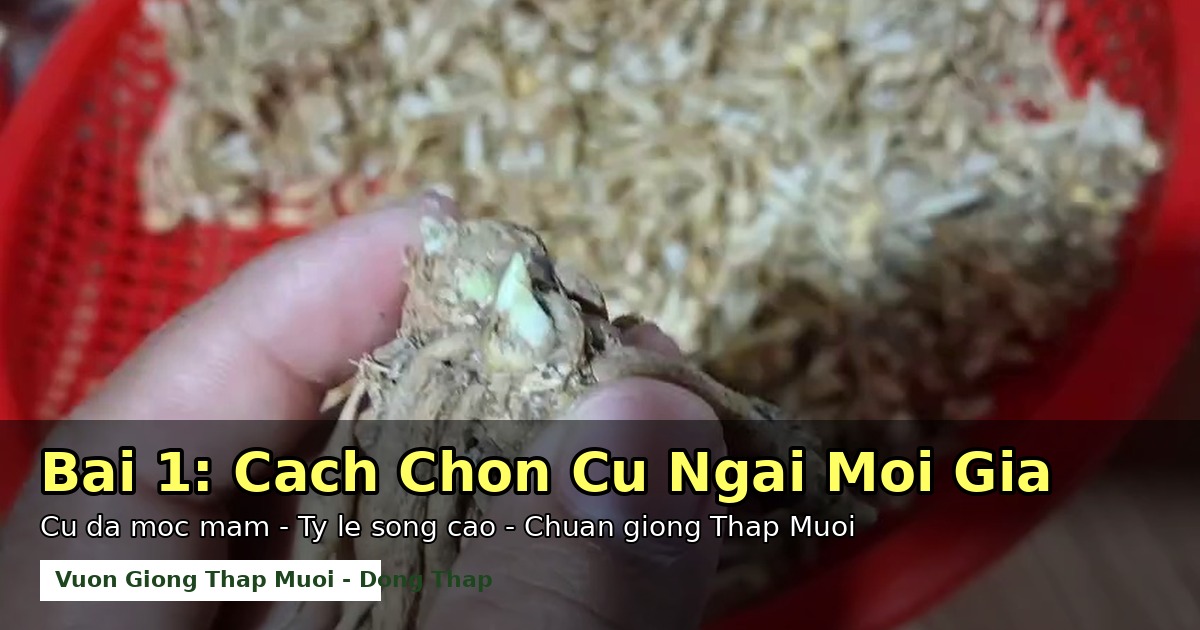 Bán Giống Củ Ngải Mọi - Củ Già, Mầm Mập, Ship Toàn Quốc Từ Đồng Tháp