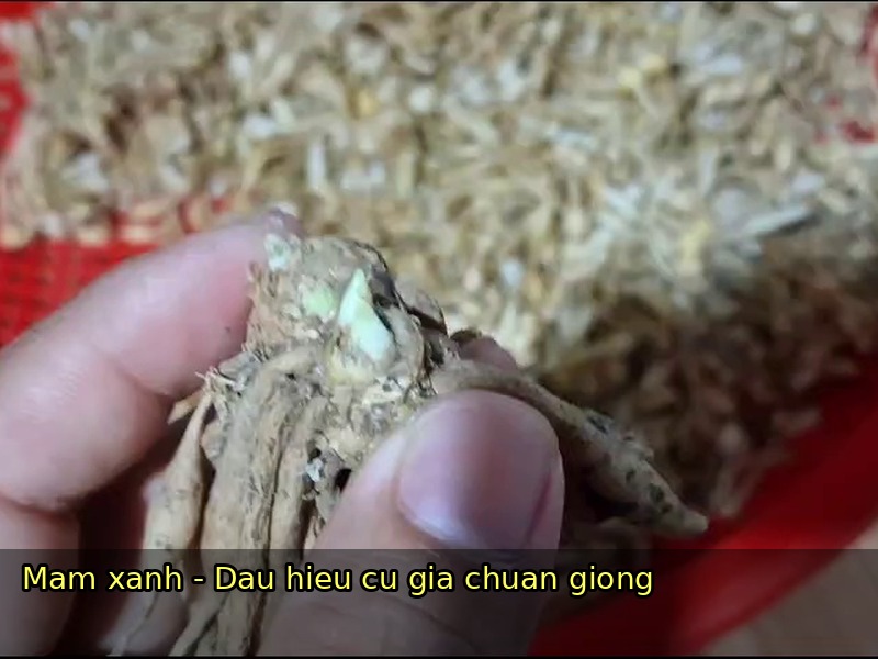 mam cu ngai moi giong map khoe
