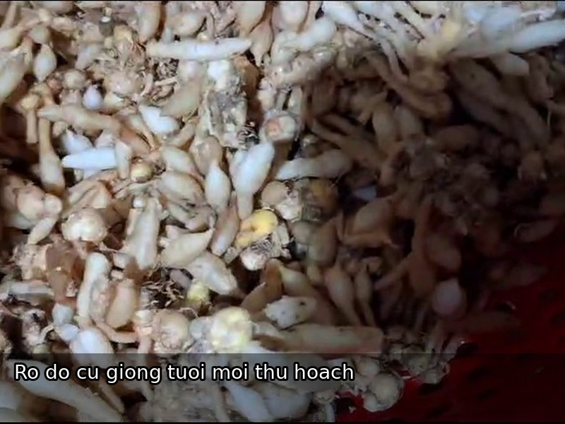 cu ngai moi giong gia tai vuon dong thap