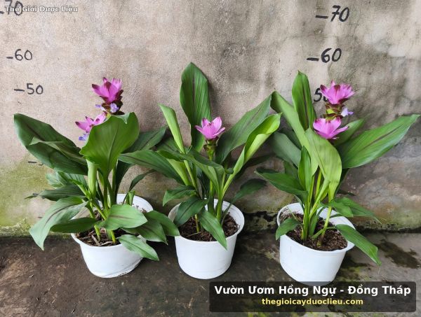 gia cu sen nghe tay bao nhieu tien 1 chau vuon uom hong ngu dong thap
