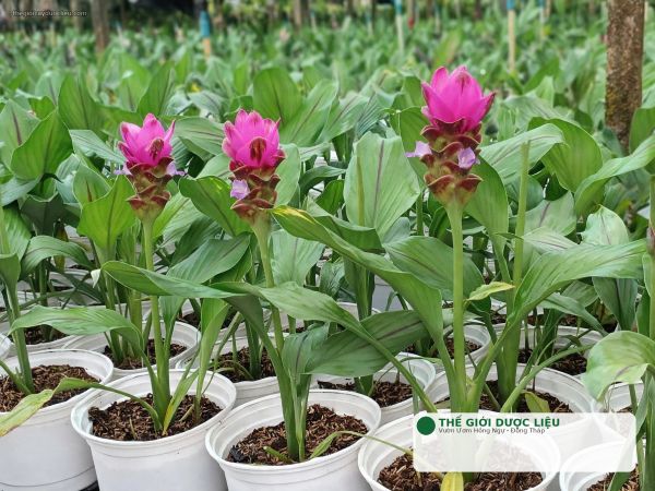 Bán Giống Củ Sen Nghệ Tây Hoa Hồng - Chậu Hoa Quanh Năm
