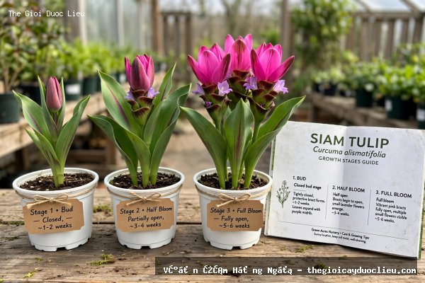 Cách Trồng Sen Nghệ Tây Ra Hoa Quanh Năm - Kỹ Thuật Trồng Chậu Siam Tulip Từ Củ Tại Đồng Tháp