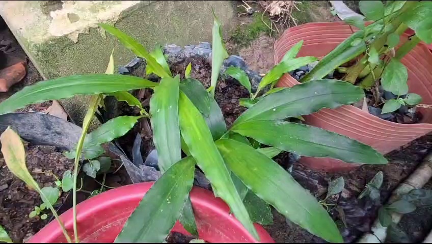 cay ngai moi con 15 ngay tuoi trong bau den tai vuon hong ngu dong thap