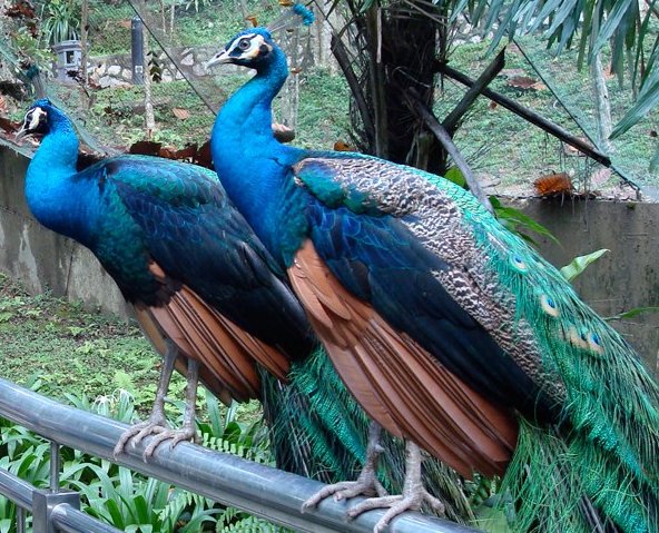 Green Peafowl - Công, Cuông - Pavo muticus