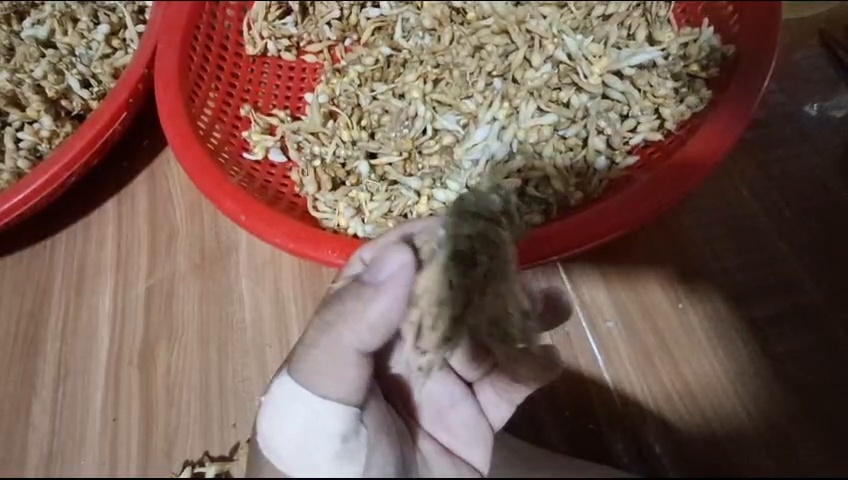 Giá Củ Ngải Mọi Giống Bao Nhiêu Tiền 1kg? ngải mọi bán ở đâu