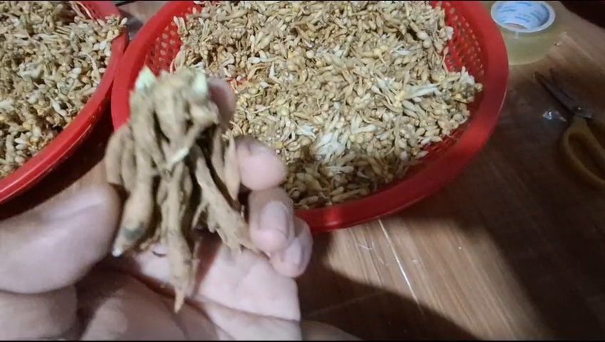 bang gia cu ngai moi giong 2026 tai vuon Thap Muoi