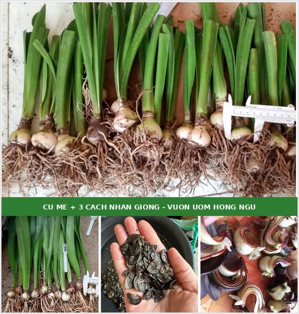 Cách Nhân Giống Hoa Lan Huệ Cánh Kép - 3 Cách Vườn Ươm Hay Làm