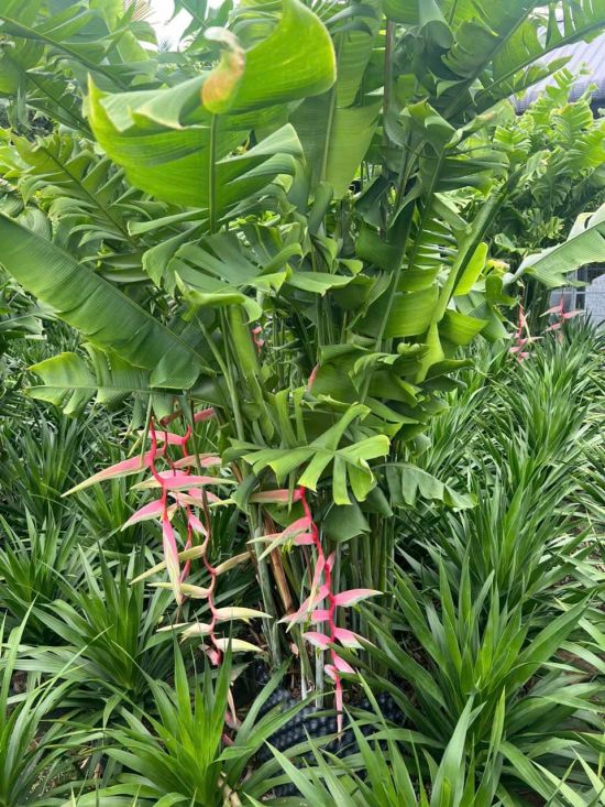 cach trong cay heliconia sexy pink