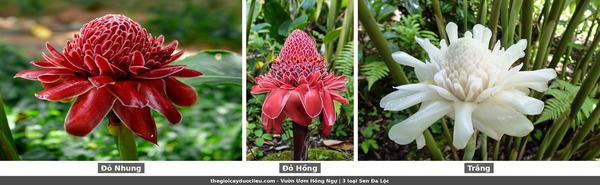So Sánh Các Giống Sen Đa Lộc Đỏ Nhung vs Đỏ Hồng vs Hoa Trắng