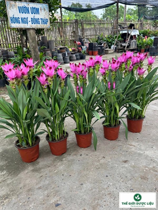 can 2 hoa sen nghe tay hong dam dau do tia