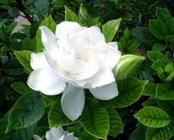 Hoa bạch thiên hương , cây hoa bạch thiên hương , giá cây bạch thiên hương