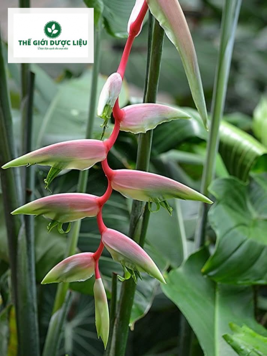 giong cay hoa chuoi phuong hoang heliconia sexy pink