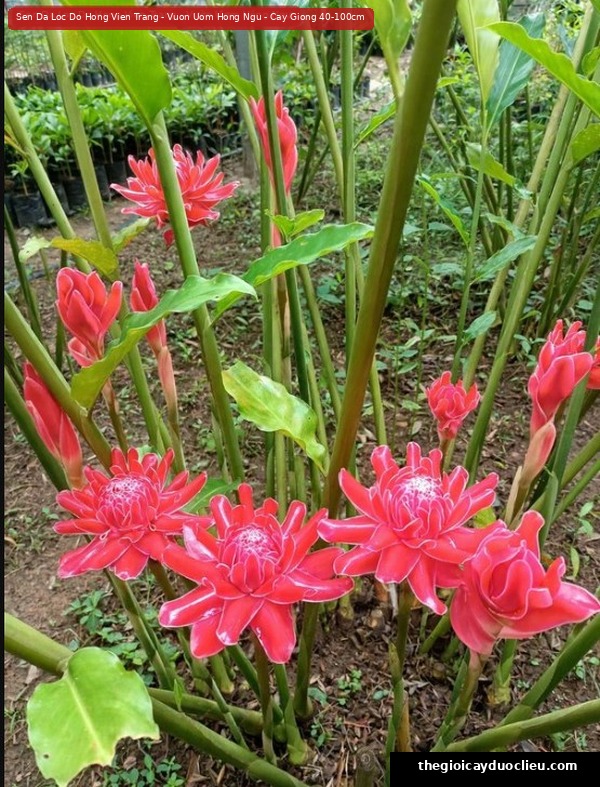 cu giong sen da loc do hong canh kep