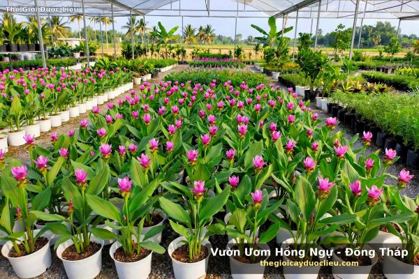 Giá Củ Sen Nghệ Tây Bao Nhiêu Tiền 1 Chậu? Bảng Giá Sỉ Lẻ Hoa Quanh Năm Vườn Hồng Ngự Đồng Tháp