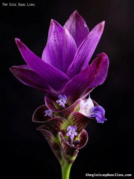 sen nghe tay mau tim hue tim dam siam tulip purple variety hiem