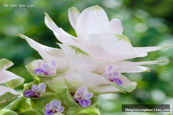 sen nghe tay mau trang tinh khoi siam tulip white curcuma alismatifolia