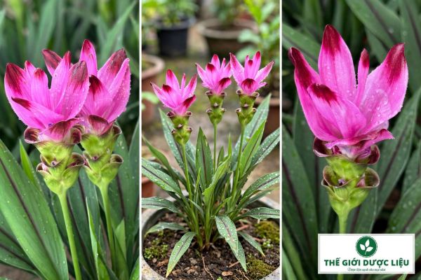 Cây Sen Nghệ Tây Là Gì? Hoa Hồng Lá Sọc Đen Siam Tulip Chuẩn Giống