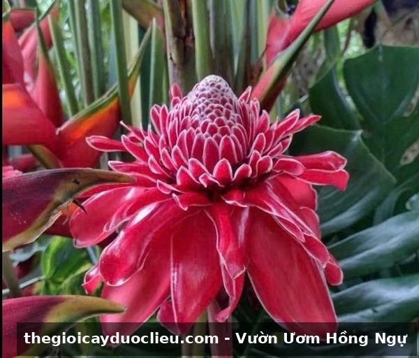 Sen da loc do nhung no to vien trang sac net