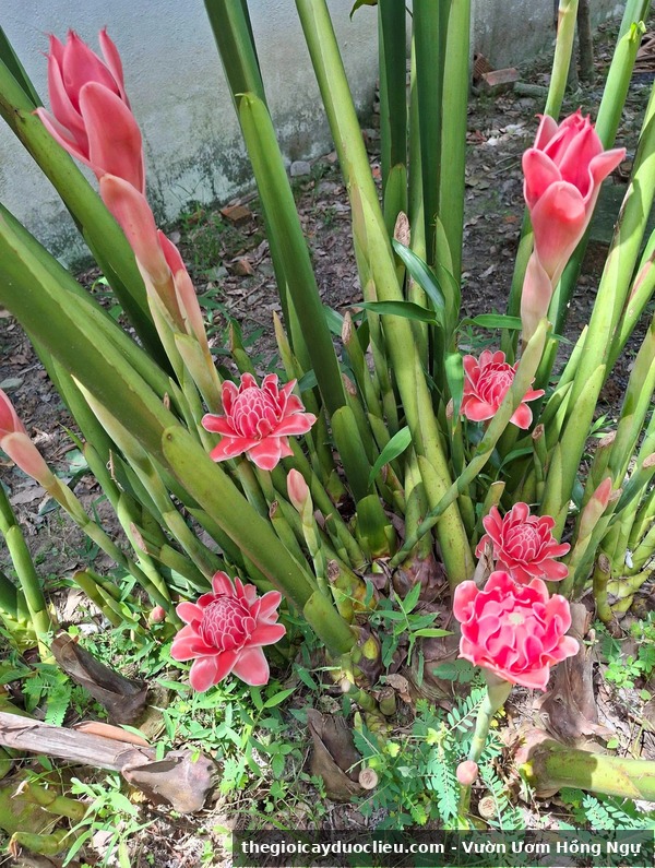 3 bong sen da loc do hong canh kep no to giua khung
