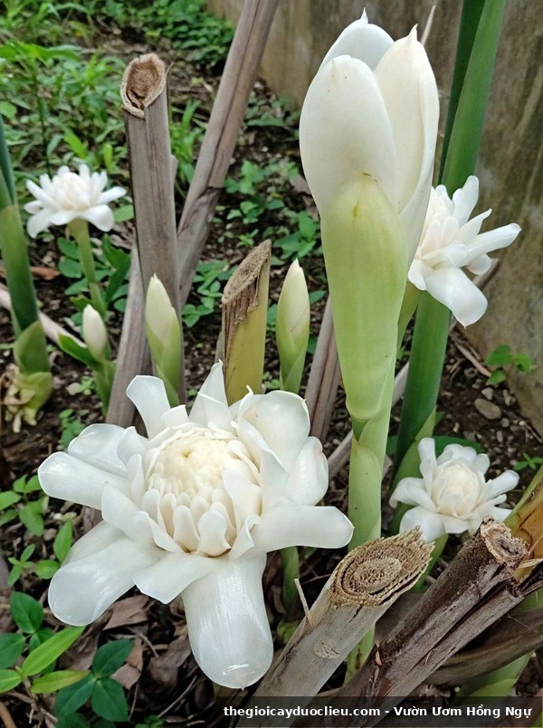 Sen da loc trang tinh nhuy vang hiem - thegioicayduoclieu.com
